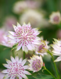 Astrantia major Roma ® - Grande Astrance - fleur