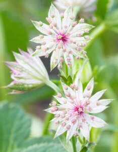 Astrantia major Roma ® - Grande Astrance - fleurs