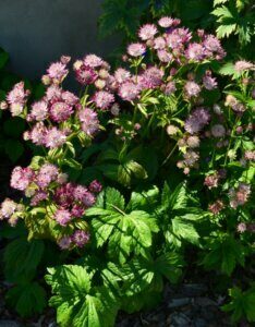 Astrantia major Rubra - Grande Astrance - vue d'ensemble