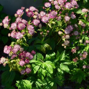 Astrantia major Rubra - Grande Astrance - vue d'ensemble