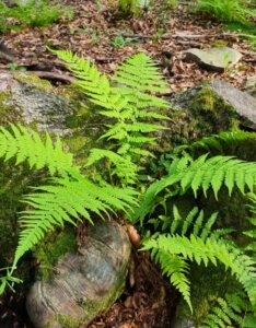 Athyrium filix-femina - Fougère femelle - vue d'ensemble
