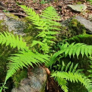 Athyrium filix-femina - Fougère femelle - vue d'ensemble