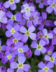 Aubrieta Cascade Blue - Aubriète bleue - fleurs