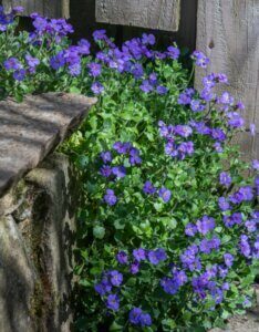 Aubrieta Cascade Blue - Aubriète bleue - vue d'ensemble