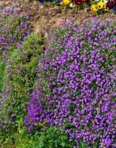 Aubrieta Cascade Blue - Aubriète bleue - vue d'ensemble