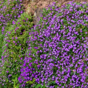 Aubrieta Cascade Blue - Aubriète bleue - vue d'ensemble