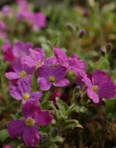 Aubrieta Cascade Red - Aubriète rouge - fleurs