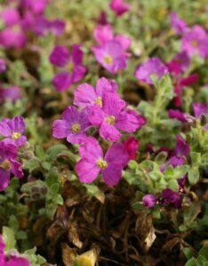 Aubrieta Cascade Red - Aubriète rouge - vu d'ensemble