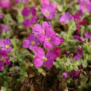 Aubrieta Cascade Red - Aubriète rouge - vu d'ensemble
