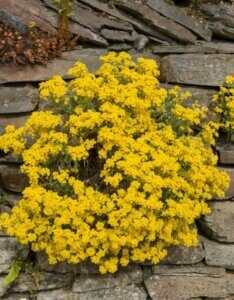 Aurinia saxatilis Goldkugel - Corbeille d'or - vue d'ensemble