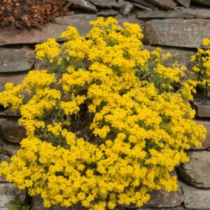 Aurinia saxatilis Goldkugel - Corbeille d'or - vue d'ensemble