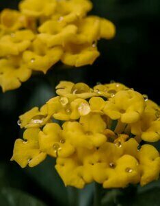 Aurinia saxatilis Goldkugel - Corbeille d'or - inflorescence