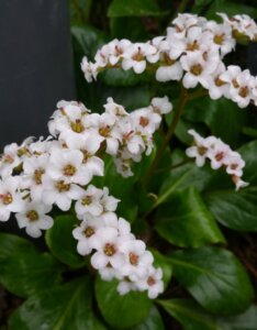 Bergenia Bressingham White - Bergénie blanche - vue d'ensemble