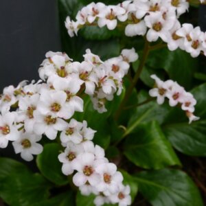 Bergenia Bressingham White - Bergénie blanche - vue d'ensemble