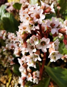 Bergenia Bressingham White - Bergénie blanche - inflorescence