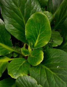 Bergenia Bressingham White - Bergénie blanche - feuillage
