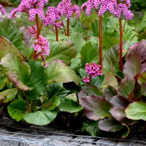Bergenia cordifolia - Bergénie à feuilles cordées - vue d'ensemble