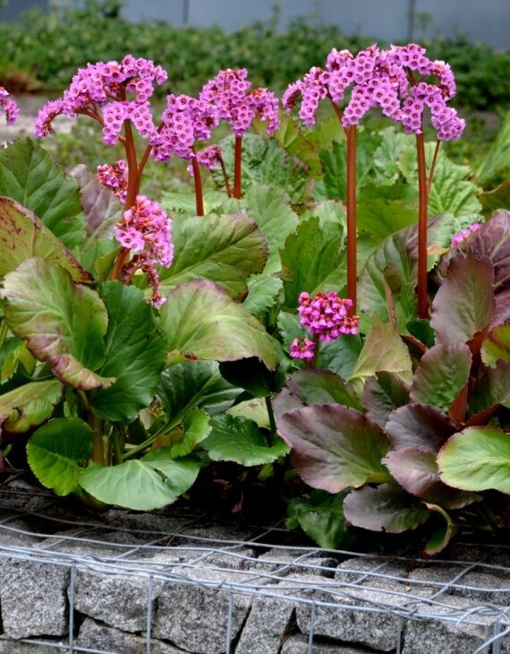 Graines De Bergenia - Mélange 80 Graines, Culture Facile, Plantes Vivaces Rustiques