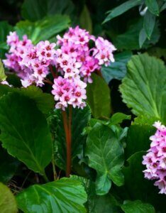 Bergenia cordifolia - Bergénie à feuilles cordées - inflorescence