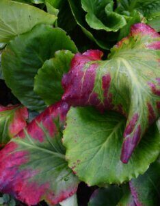 Bergenia cordifolia Purpurea - Bergénie à feuilles cordées - feuillage