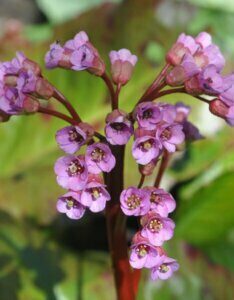 Bergenia cordifolia Purpurea - Bergénie à feuilles cordées - inflorescence