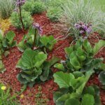 Bergenia cordifolia Purpurea - Bergénie à feuilles cordées - vue d'ensemble