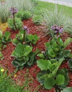 Bergenia cordifolia Purpurea - Bergénie à feuilles cordées - vue d'ensemble