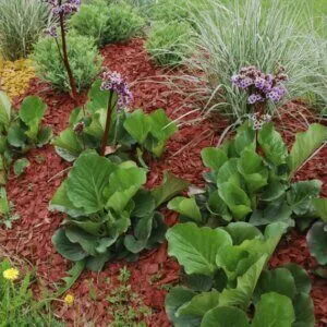 Bergenia cordifolia Purpurea - Bergénie à feuilles cordées - vue d'ensemble