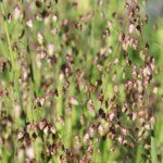 Briza media - Amourette commune - inflorescences