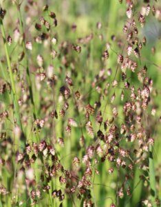 Briza media - Amourette commune - inflorescences