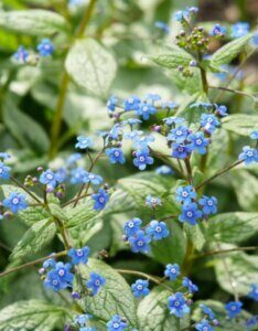 Brunnera macrophylla Jack Frost - Myosotis du Caucase - inflorescences