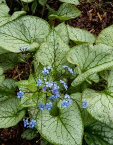 Brunnera macrophylla Jack Frost - Myosotis du Caucase - feuillage
