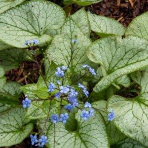 Brunnera macrophylla Jack Frost - Myosotis du Caucase - feuillage