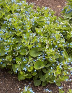 Brunnera macrophylla - Myosotis du Caucase - vue d'ensemble