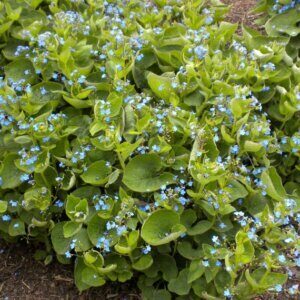 Brunnera macrophylla - Myosotis du Caucase - vue d'ensemble