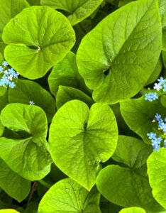 Brunnera macrophylla - Myosotis du Caucase - feuillage