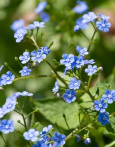 Brunnera macrophylla - Myosotis du Caucase - inflorescence