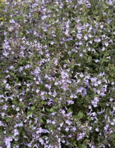 Calamintha nepeta Blue Cloud - Calament népéta - vue d'ensemble