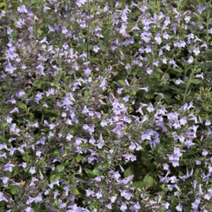 Calamintha nepeta Blue Cloud - Calament népéta - vue d'ensemble