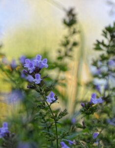 Calamintha nepeta Blue Cloud - Calament népéta - fleurs