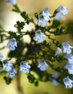 Calamintha nepeta - Calament népéta - fleurs