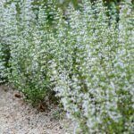 Calamintha nepeta - Calament népéta - vue d'ensemble