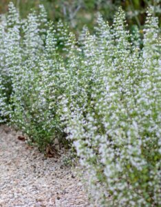 Calamintha nepeta - Calament népéta - vue d'ensemble