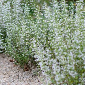 Calamintha nepeta - Calament népéta - vue d'ensemble