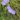 Campanula carpatica Blaue Clips – Campanule des Carpates – 1176011827