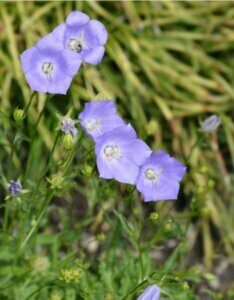 Campanula carpatica Blaue Clips - Campanule des Carpates - fleurs
