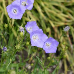 Campanula carpatica Blaue Clips - Campanule des Carpates - fleurs