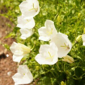 Campanula carpatica Weisse Clips - Campanule des Carpates - vue d'ensemble