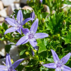 Campanula garganica - Campanule du mont Gargano - vue d'ensemble