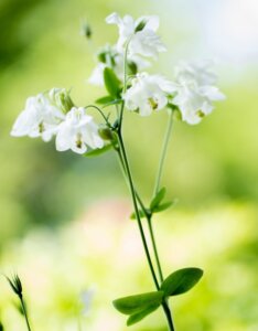Campanula persicifolia Grandiflora Alba - Campanule à feuilles de pêcher - fleurs